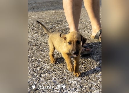 Buster sucht ein Zuhause