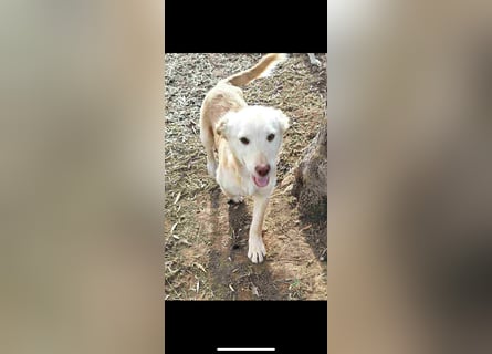 Pfiffiger Kokoni Mix Junge sucht seine Familie