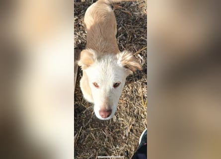 Pfiffiger Kokoni Mix Junge sucht seine Familie