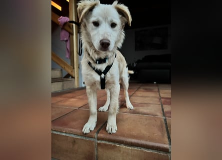 Pfiffiger Kokoni Mix Junge sucht seine Familie