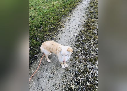 Pfiffiger Kokoni Mix Junge sucht seine Familie