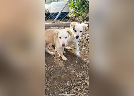 Pfiffiger Kokoni Mix Junge sucht seine Familie