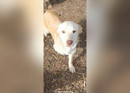 Pfiffiger Kokoni Mix Junge sucht seine Familie