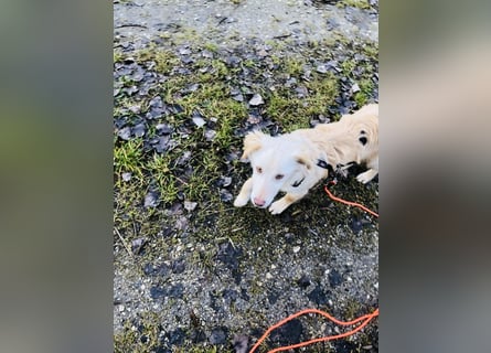 Pfiffiger Kokoni Mix Junge sucht seine Familie