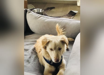 Pfiffiger Kokoni Mix Junge sucht seine Familie