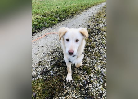 Pfiffiger Kokoni Mix Junge sucht seine Familie