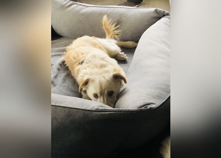 Pfiffiger Kokoni Mix Junge sucht seine Familie