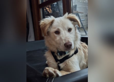 Pfiffiger Kokoni Mix Junge sucht seine Familie