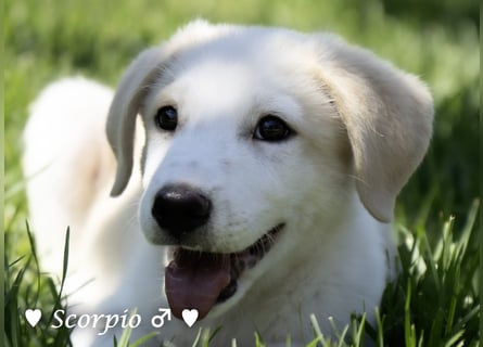 Baja,  Bambi, Scorpio und   Brownie suchen ab August ein Zuhause