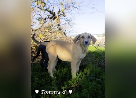 Neue Bilder: Terry und Tommy suchen ab Januar ein Zuhause