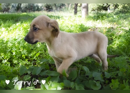Terry, Tino, Tina, Tobi und Tommy suchen ab Ende Dezember ein Zuhause
