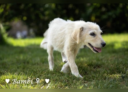 Update: drei Welpen (Baja,  Bambi, und   Brownie) suchen ab  Ende August ein Zuhause