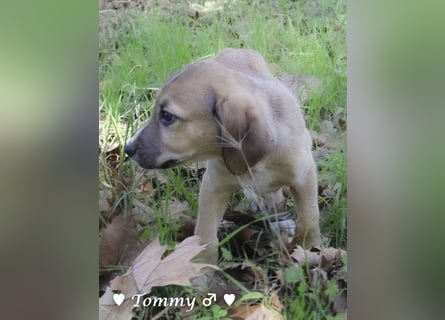 Terry, Tino, Tina, Tobi und Tommy suchen ab Ende Dezember ein Zuhause
