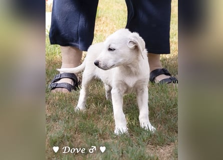 Lily und Dove (Rüde)  suchen  ihre Familie ab sofort