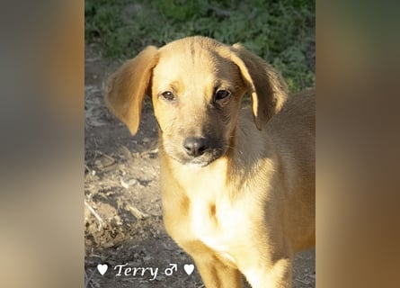 Neue Bilder: Terry und Tommy suchen ab Januar ein Zuhause