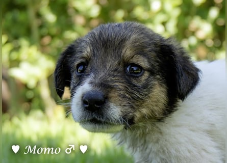 Appa und Momo suchen ein zuhause