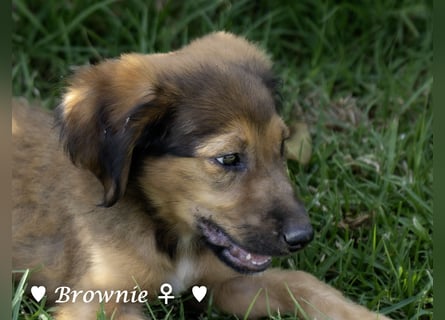 Update: drei Welpen (Baja,  Bambi, und   Brownie) suchen ab  Ende August ein Zuhause