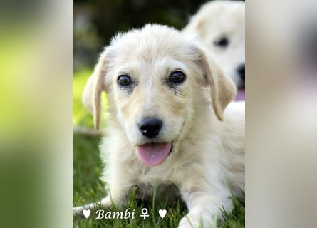 Baja,  Bambi, Scorpio und   Brownie suchen ab August ein Zuhause