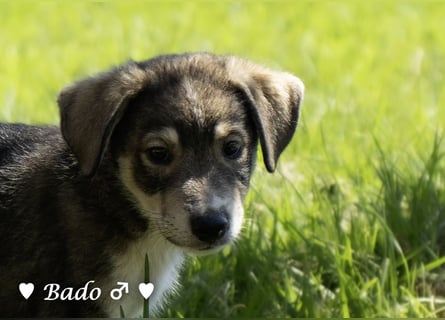 Baci, Bado und Bilka suchen ab 1.8. ein Zuhause