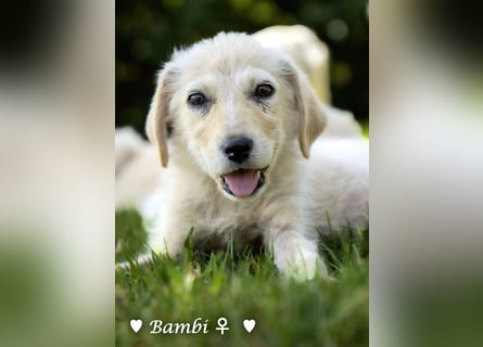 Update: drei Welpen (Baja,  Bambi, und   Brownie) suchen ab  Ende August ein Zuhause