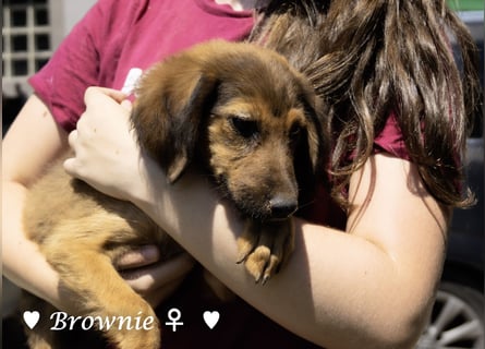 Update: drei Welpen (Baja,  Bambi, und   Brownie) suchen ab  Ende August ein Zuhause