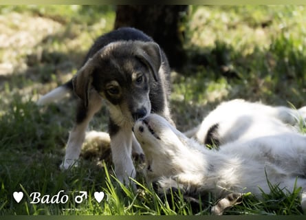 Baci, Bado und Bilka suchen ab 1.8. ein Zuhause