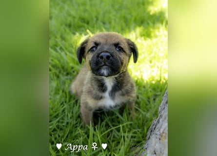 Appa und Momo suchen ein zuhause