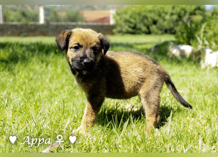 Appa und Momo suchen ein zuhause