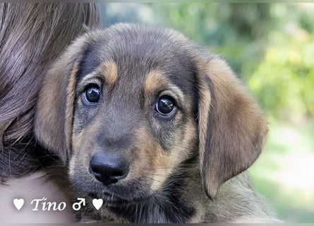 Terry, Tino, Tina, Tobi und Tommy suchen ab Ende Dezember ein Zuhause