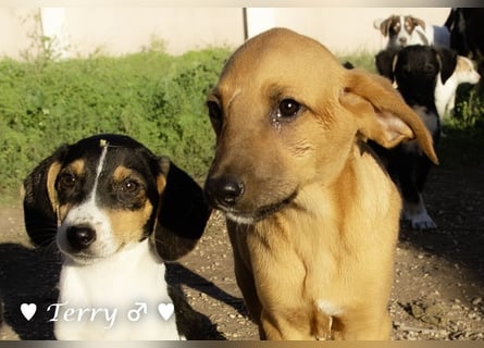 Neue Bilder: Terry und Tommy suchen ab Januar ein Zuhause