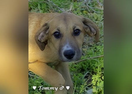 Neue Bilder: Terry und Tommy suchen ab Januar ein Zuhause