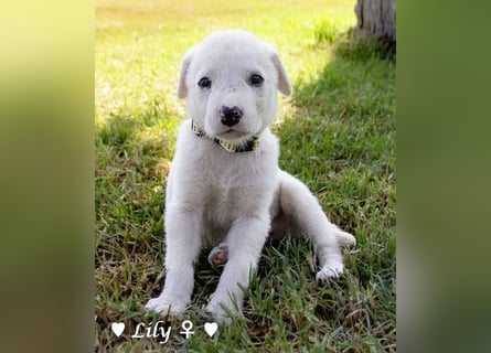 Lily und Dove (Rüde)  suchen  ihre Familie ab sofort