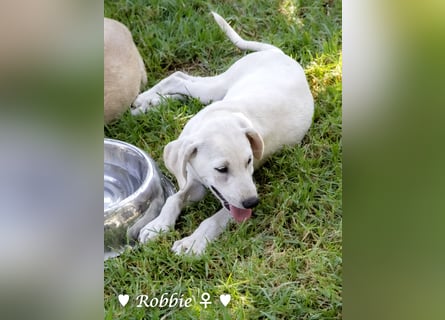 Robbie, f., in SÜW zu besuchen  sucht eine Familie