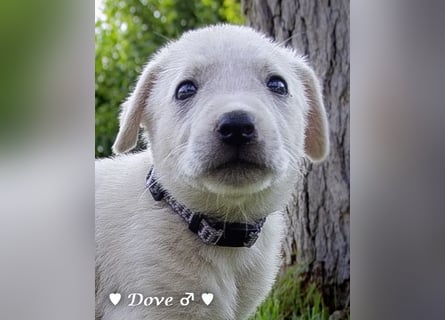 Lily und Dove (Rüde)  suchen  ihre Familie ab sofort