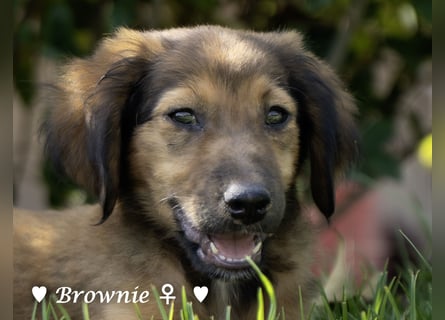 Update: drei Welpen (Baja,  Bambi, und   Brownie) suchen ab  Ende August ein Zuhause