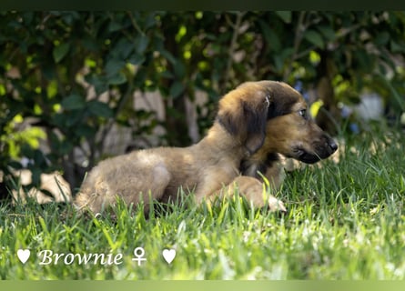 Update: drei Welpen (Baja,  Bambi, und   Brownie) suchen ab  Ende August ein Zuhause