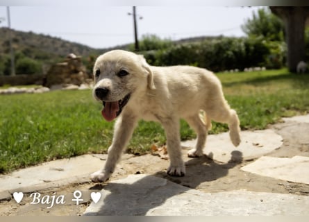 Baja,  Bambi, Scorpio und   Brownie suchen ab August ein Zuhause