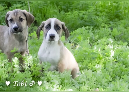 Terry, Tino, Tina, Tobi und Tommy suchen ab Ende Dezember ein Zuhause