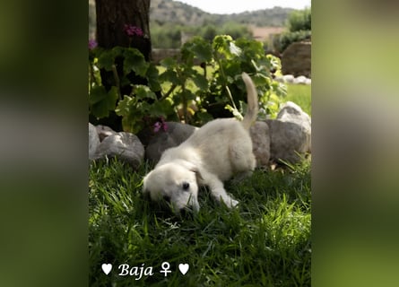 Update: drei Welpen (Baja,  Bambi, und   Brownie) suchen ab  Ende August ein Zuhause