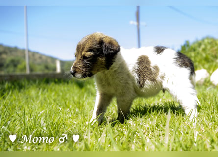 Appa und Momo suchen ein zuhause