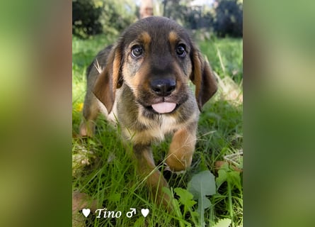 Terry, Tino, Tina, Tobi und Tommy suchen ab Ende Dezember ein Zuhause