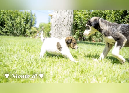 Appa und Momo suchen ein zuhause