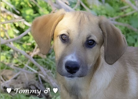 Neue Bilder: Terry und Tommy suchen ab Januar ein Zuhause