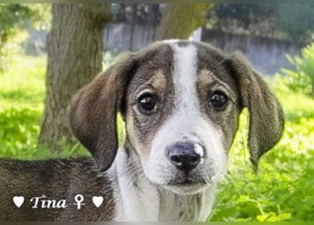 Terry, Tino, Tina, Tobi und Tommy suchen ab Ende Dezember ein Zuhause