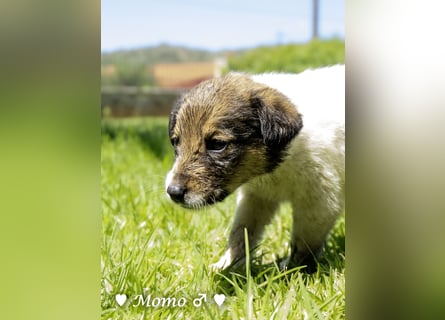Appa und Momo suchen ein zuhause
