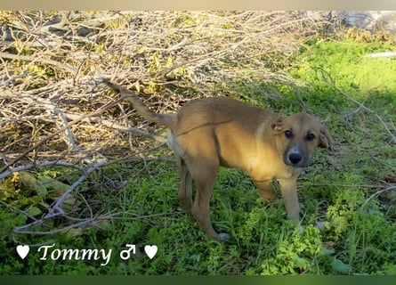 Neue Bilder: Terry und Tommy suchen ab Januar ein Zuhause