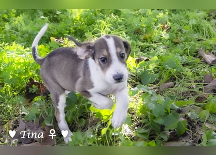Terry, Tino, Tina, Tobi und Tommy suchen ab Ende Dezember ein Zuhause