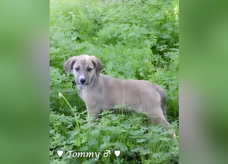 Tommy sucht ab Januar ein Zuhause