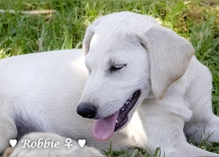 Robbie, f., in SÜW zu besuchen  sucht eine Familie