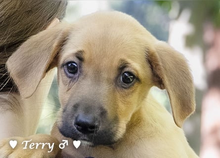 Terry, Tino, Tina, Tobi und Tommy suchen ab Ende Dezember ein Zuhause
